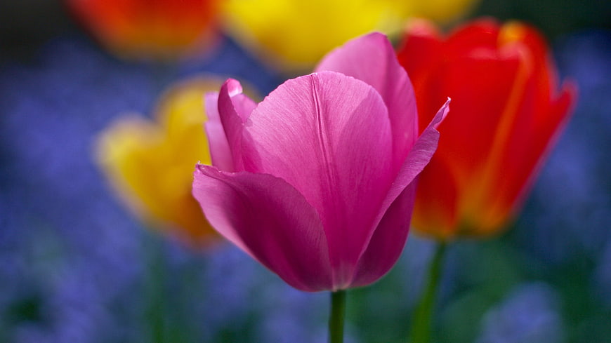 Close-up of a vibrant pink tulip with blurred colorful background