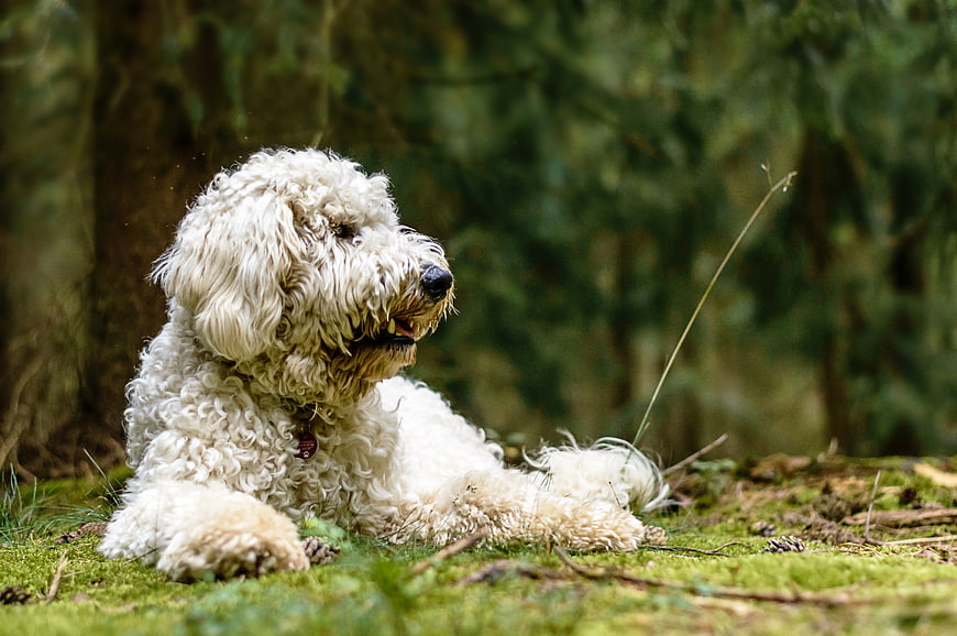 Fluffy Golden Doodle Dog Lying On Mossy Forest Floor