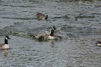 Canada Geese Splashing and Bathing in Lake Water