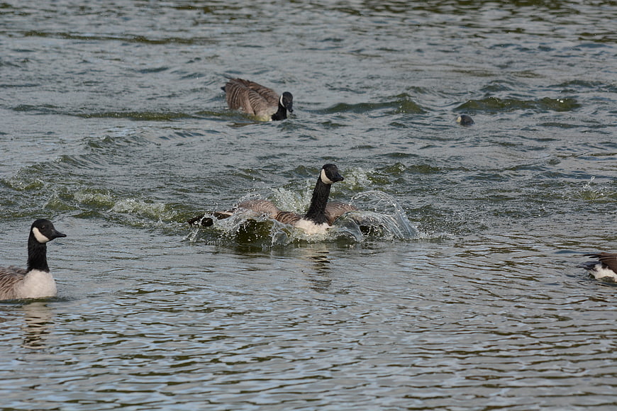 Canada Geese Splashing and Bathing in Lake Water