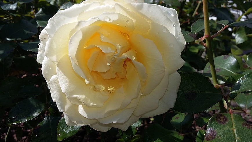 Close-up of a white rose with water droplets in sunlight
