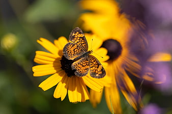 Orange butterfly on yellow flower close-up