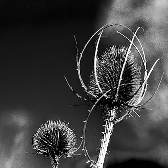 Black and white close-up of dried thistle plant