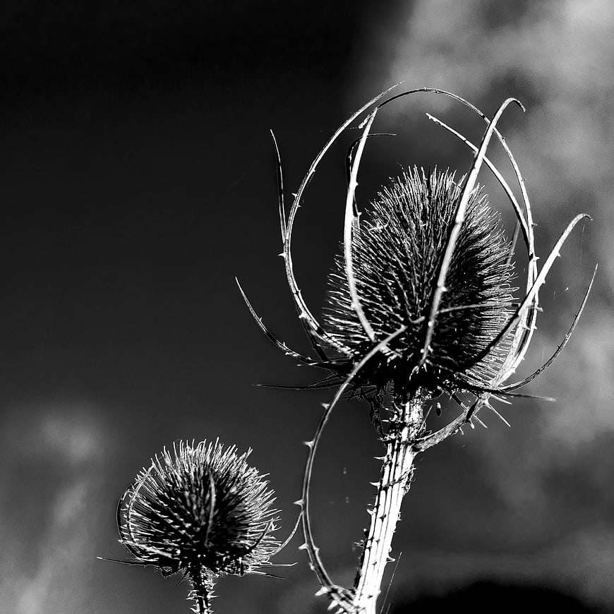 Black and white close-up of dried thistle plant