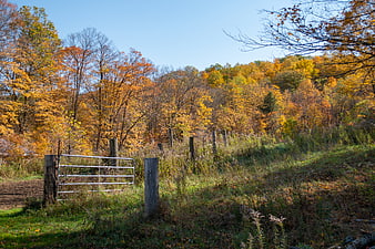 Rural autumn landscape with metal farm gate and golden foliage