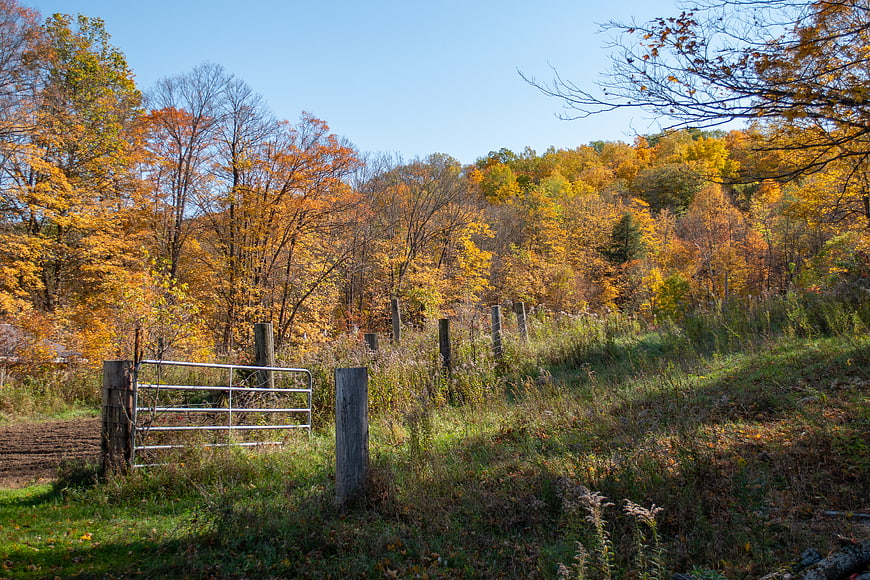 Rural autumn landscape with metal farm gate and golden foliage