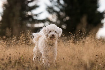 White fluffy dog standing in golden dry grass field
