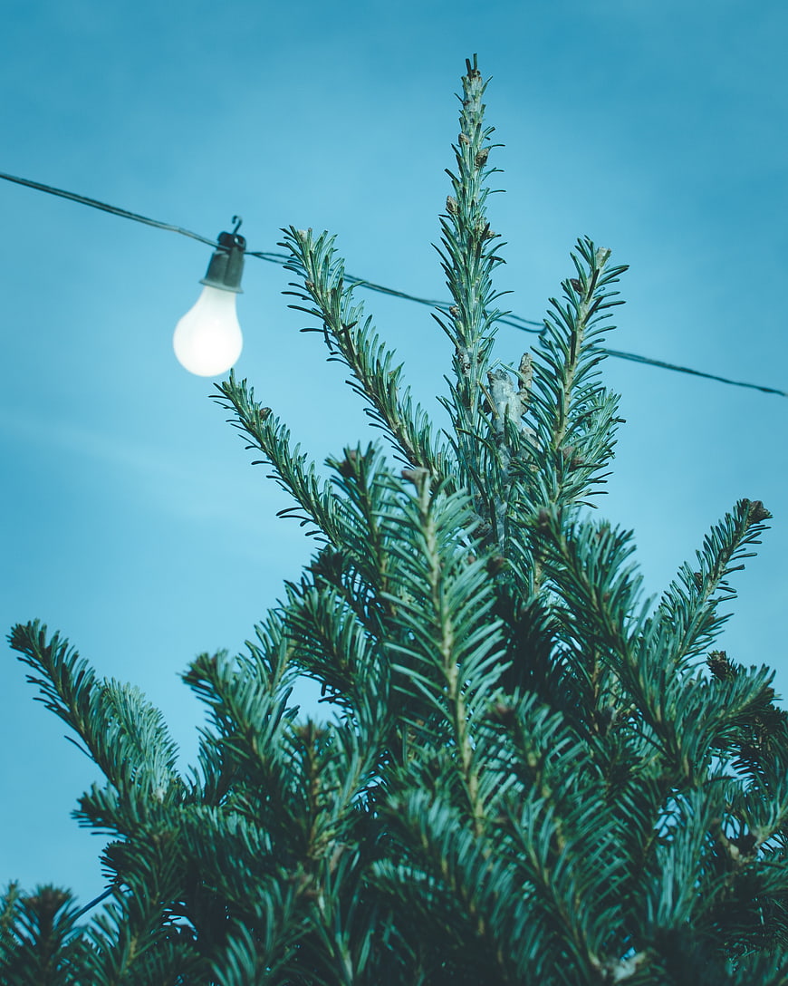 Evergreen Tree Top with Light Bulb Against Blue Sky