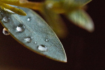 Macro Close-Up of Water Droplets on a Blue-Green Leaf