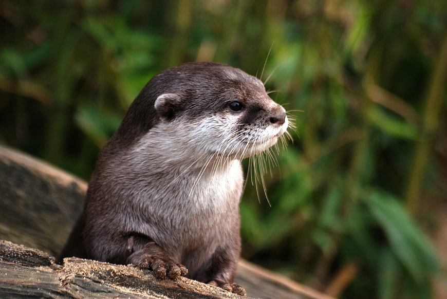 Cute Otter Sitting on Log in Natural Habitat