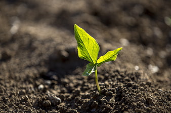 Young Green Seedling Sprouting From Dark Rich Soil