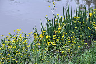 Yellow wildflowers and irises growing by a calm river