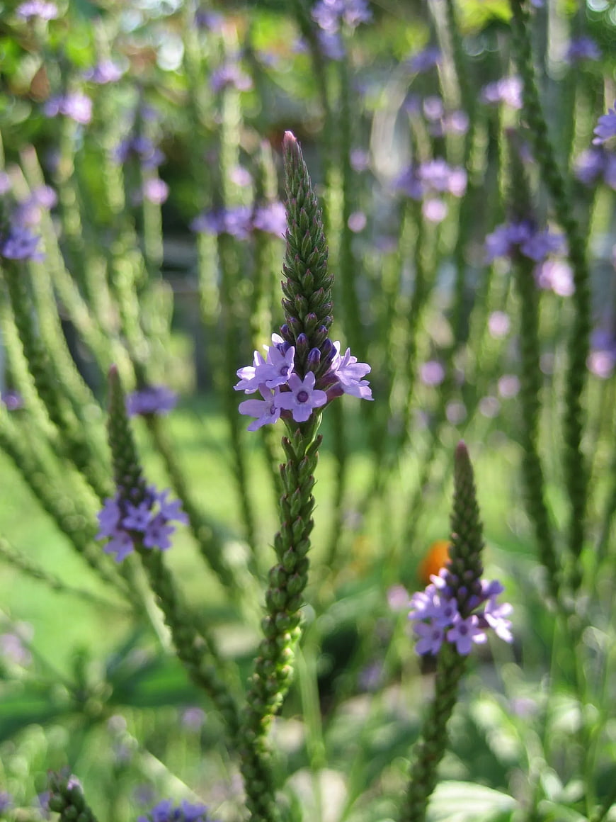 Close-up of purple verbena flowers in a sunny garden