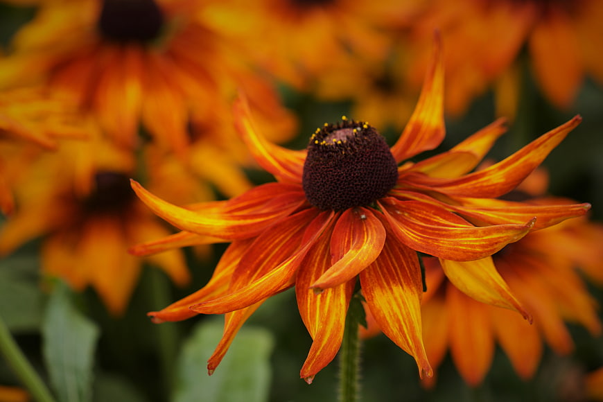 Close-up of vibrant orange and yellow black-eyed susan flower