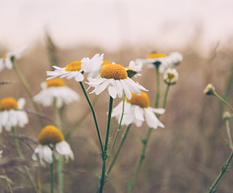 Close-up of white daisies in a field with soft focus background
