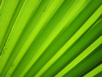 Vibrant Green Palm Leaf Texture Close Up