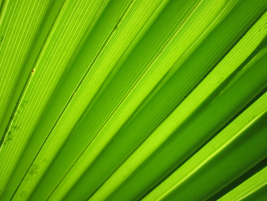Vibrant Green Palm Leaf Texture Close Up