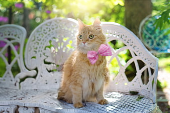 Fluffy Orange Cat With Pink Bow On White Garden Bench