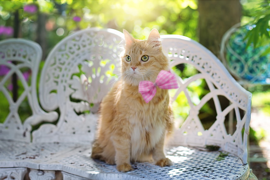 Fluffy Orange Cat With Pink Bow On White Garden Bench