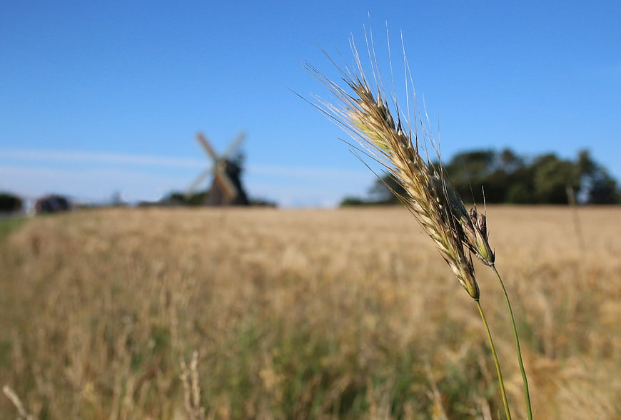 Close-up of wheat ear with blurred windmill in background