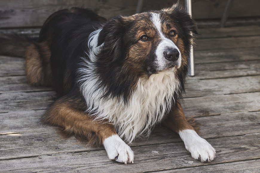 Australian Shepherd Dog Lying on Wooden Deck