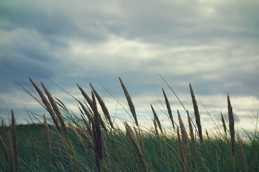 Tall grass swaying against a dramatic cloudy sky