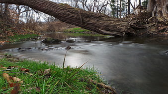 Fallen tree over serene autumn stream with long exposure water