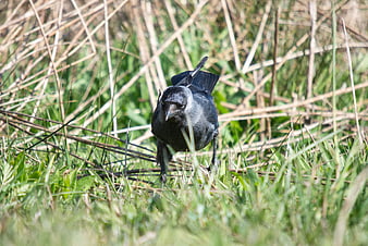 Jackdaw foraging in tall green grass and dry reeds