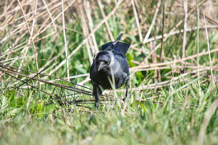 Jackdaw foraging in tall green grass and dry reeds
