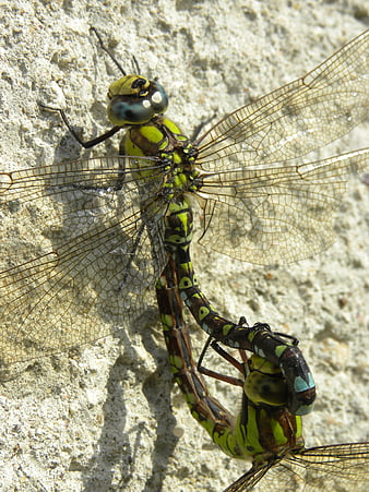 Close-up of mating dragonflies on a textured stone wall