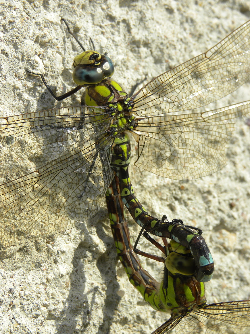 Close-up of mating dragonflies on a textured stone wall