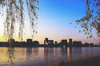 City Skyline at Sunset Framed by Willow Branches
