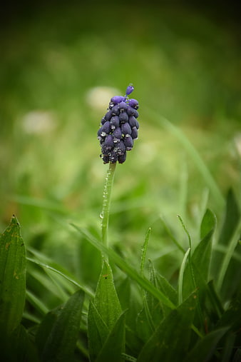Purple Grape Hyacinth Flower with Water Droplets