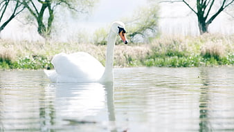 White Swan Swimming in Calm Lake Water