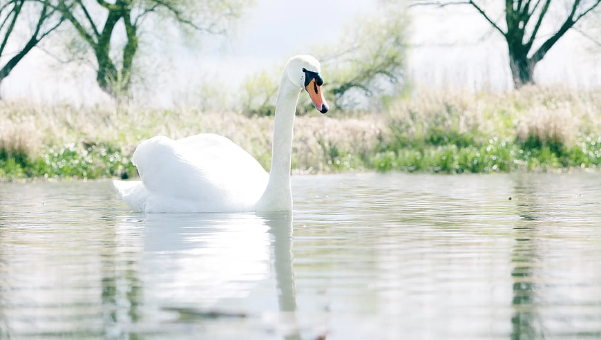 White Swan Swimming in Calm Lake Water