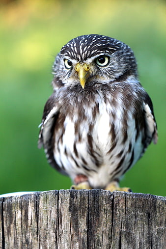 Close-up of a Pygmy Owl perched on a wooden post