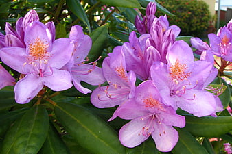 Close-up of vibrant purple rhododendron flowers with green leaves