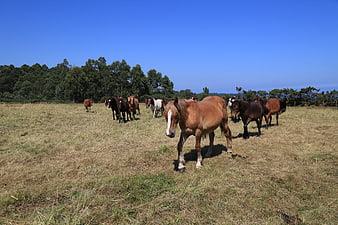 Herd of horses grazing in a sunny rural pasture