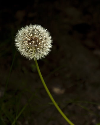 Close-up of a white dandelion seed head against a dark background