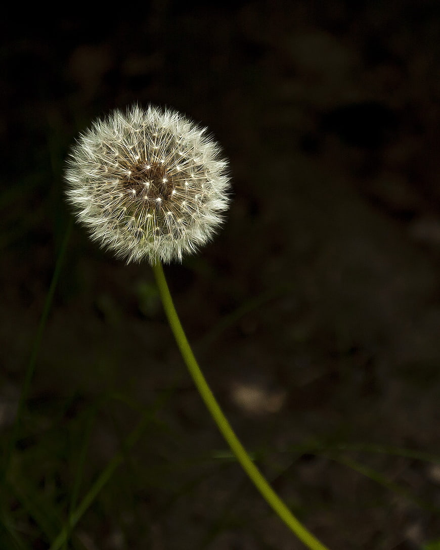 Close-up of a white dandelion seed head against a dark background