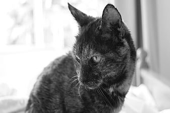 Black and White Portrait of a Tortoiseshell Cat