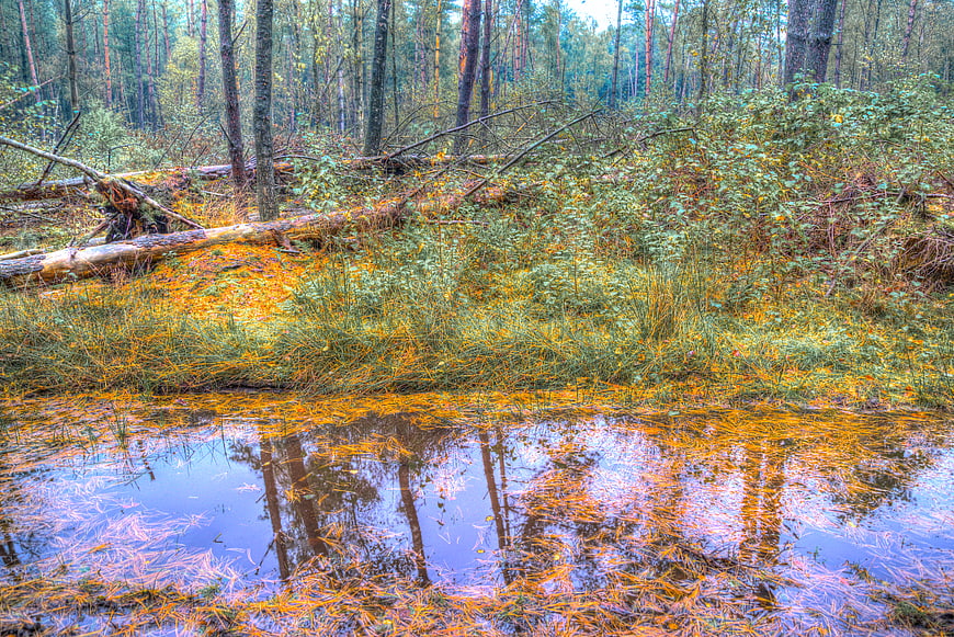 Autumn forest puddle with vibrant orange moss and tree reflections