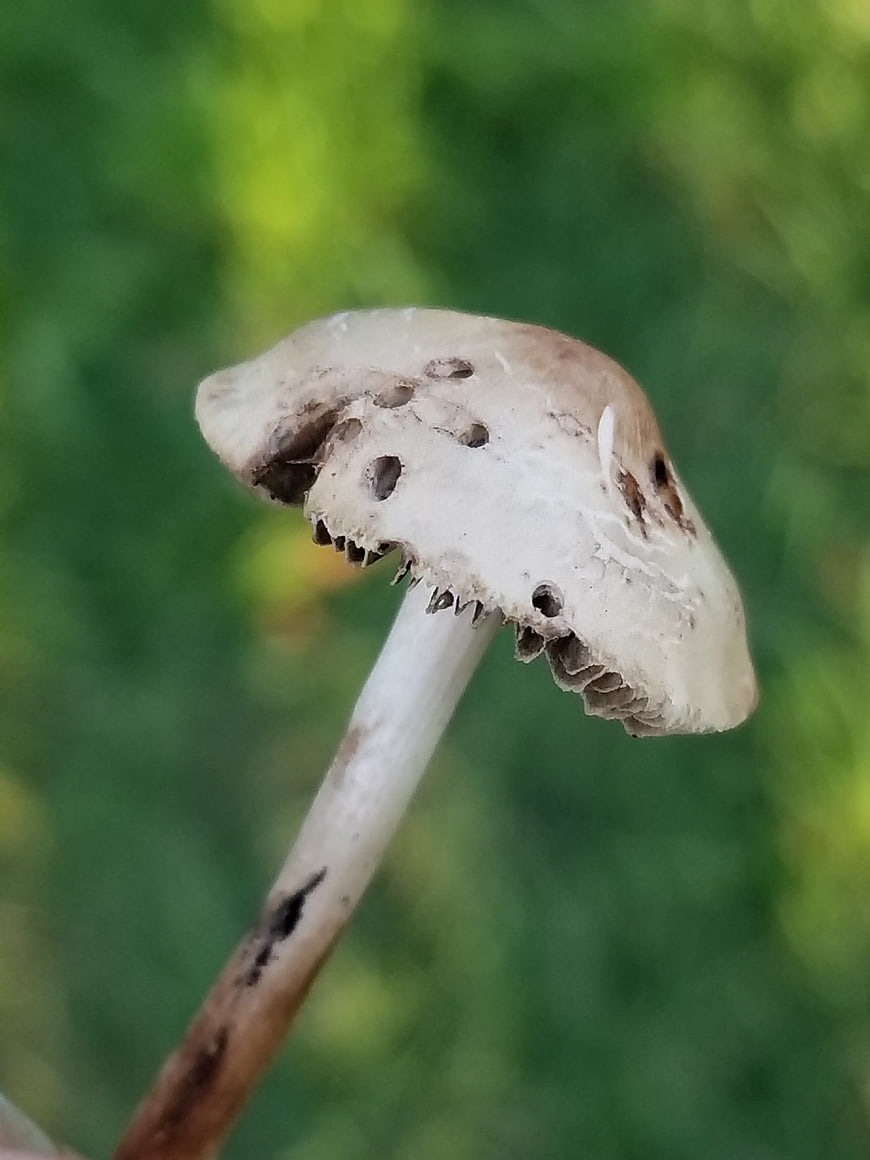 Close-up of a small white mushroom with a green blurred background