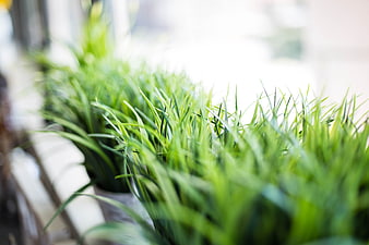 Close-up of green grass plants on a bright window sill
