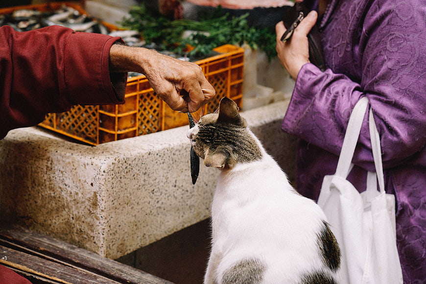 Cat Eating Fish at Outdoor Market Stall