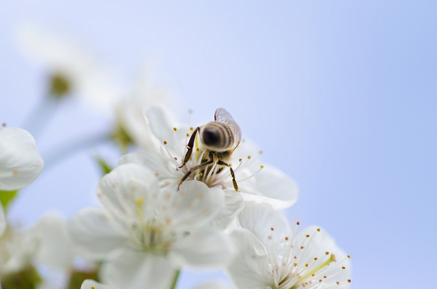 Honey Bee Pollinating White Blossoms Against Blue Sky