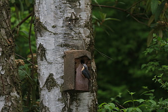 Eurasian Nuthatch Entering Nesting Box on Birch Tree