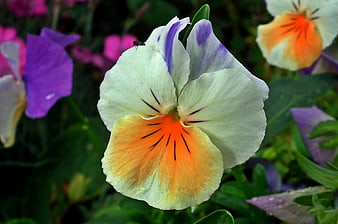Close-up of a white and orange pansy flower in a garden