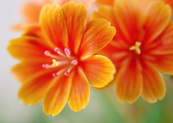 Close-up of vibrant orange and yellow Lewisia flower