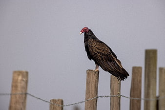 Turkey Vulture Perched on Wooden Fence Post Against Gray Sky